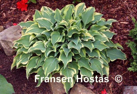 Hosta Dark Star